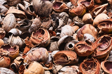 Coconut Graveyard